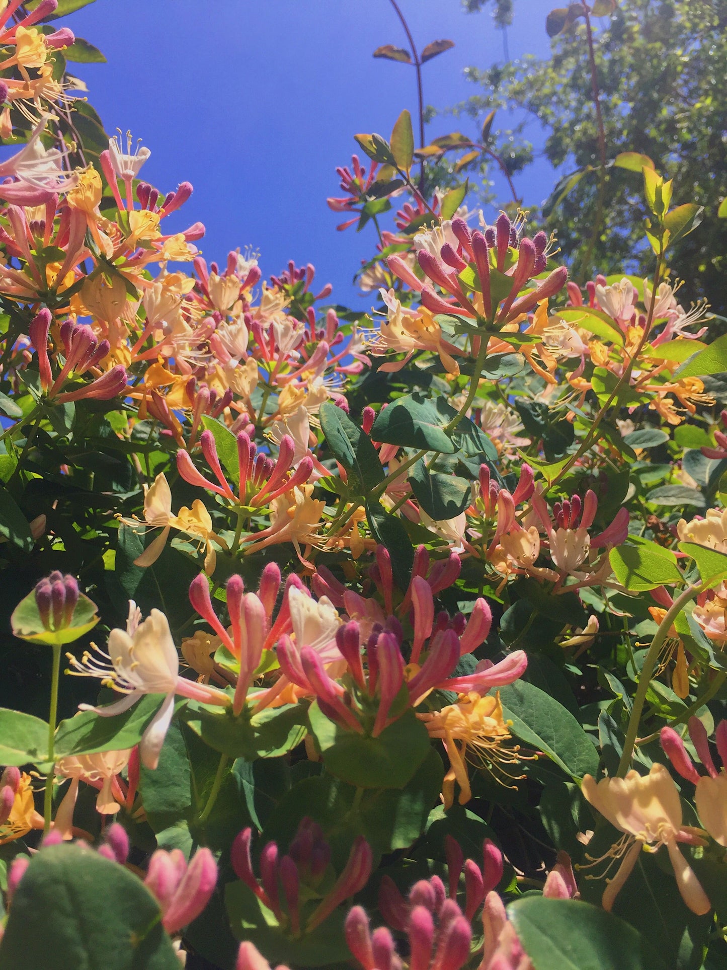 Wild Honeysuckle Squeeze Wax