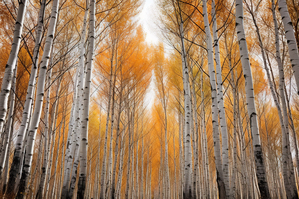 Chestnut + Birch Squeeze Wax